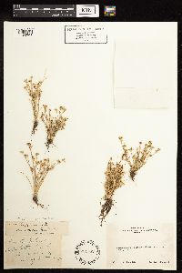 Juncus bufonius image