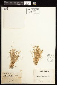 Juncus bufonius image