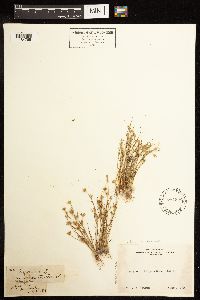 thumbnail image of current specimen