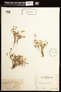 Juncus bufonius image