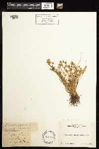 Juncus bufonius image