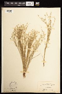 Juncus bufonius image