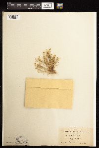 Juncus bufonius image