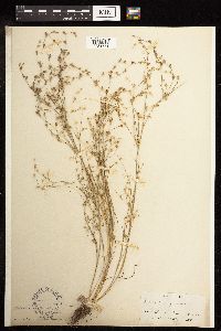 Juncus bufonius image