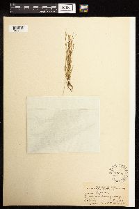 Juncus bufonius image