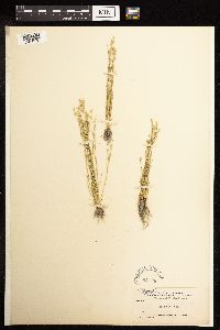 Juncus bufonius image