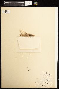 Juncus bufonius image