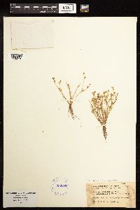 Juncus bufonius image