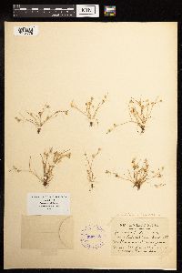 Juncus bufonius image