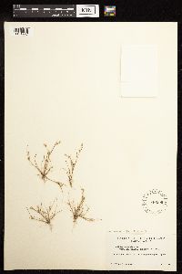 Juncus bufonius image