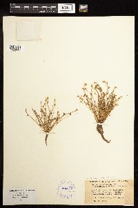 Juncus bufonius image