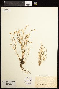 Juncus bufonius image