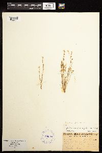 Juncus bufonius image