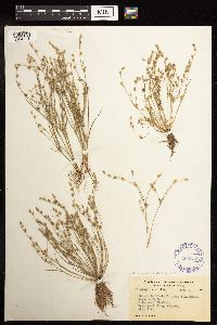 Juncus bufonius image
