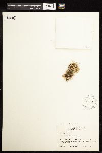 Juncus bufonius image