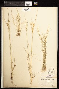 Juncus bufonius image