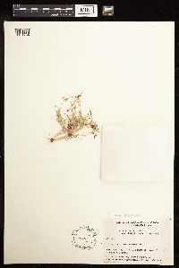 Juncus bufonius image