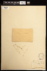 Juncus bufonius image