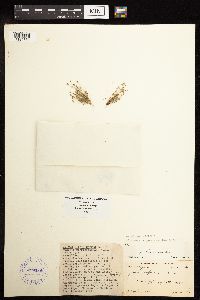 Juncus bufonius image