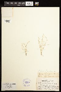 thumbnail image of current specimen