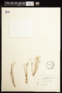 Juncus bufonius image