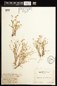 Juncus bufonius image