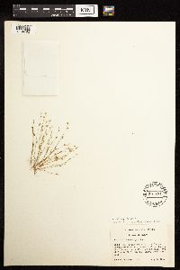 Juncus bufonius image