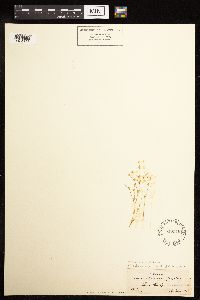 Juncus bufonius image