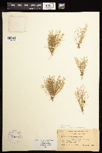 Juncus bufonius image