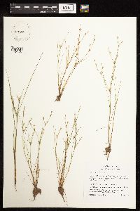 Juncus bufonius image