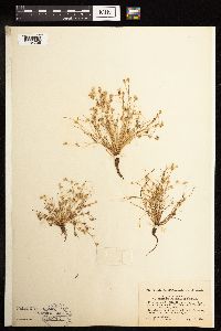 Juncus bufonius image