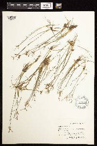 Juncus bufonius image