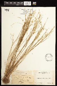 Juncus bufonius image