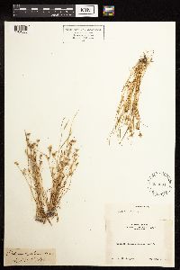 Juncus bufonius image