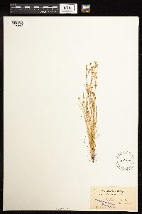 Juncus bufonius image