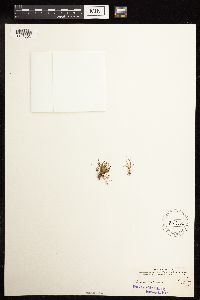 Juncus bufonius image