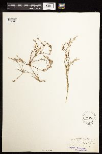 Juncus bufonius image