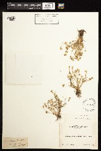 Juncus bufonius image