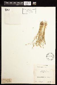 Juncus bufonius image