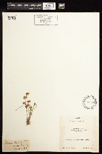 Juncus bufonius image