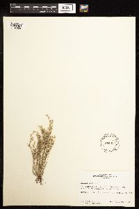 Juncus bufonius image