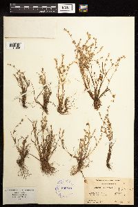 Juncus bufonius image