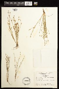 Juncus bufonius image