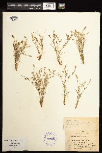 Juncus bufonius image