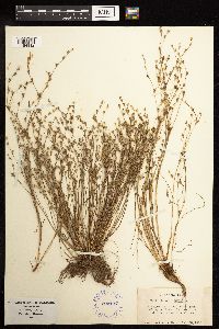 thumbnail image of current specimen