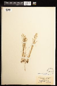 Juncus bufonius image