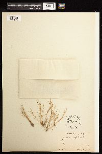 Juncus bufonius image