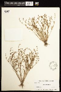 Juncus bufonius image