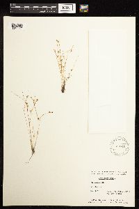Juncus bufonius image
