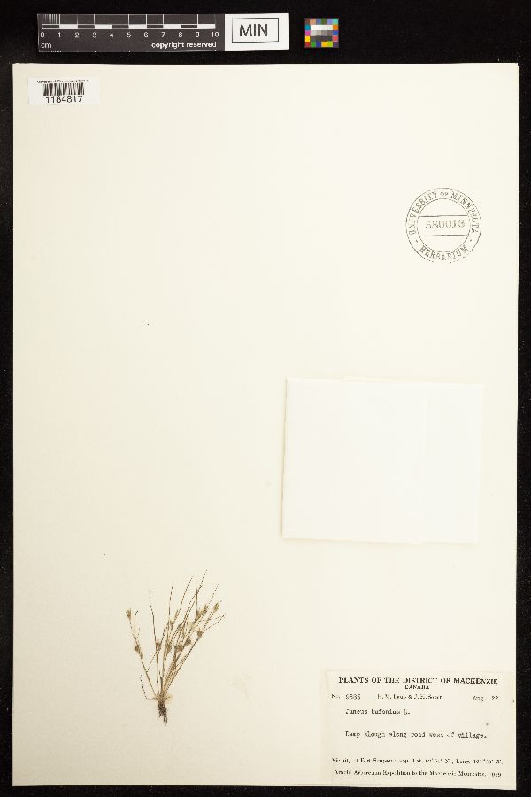 Juncus bufonius image